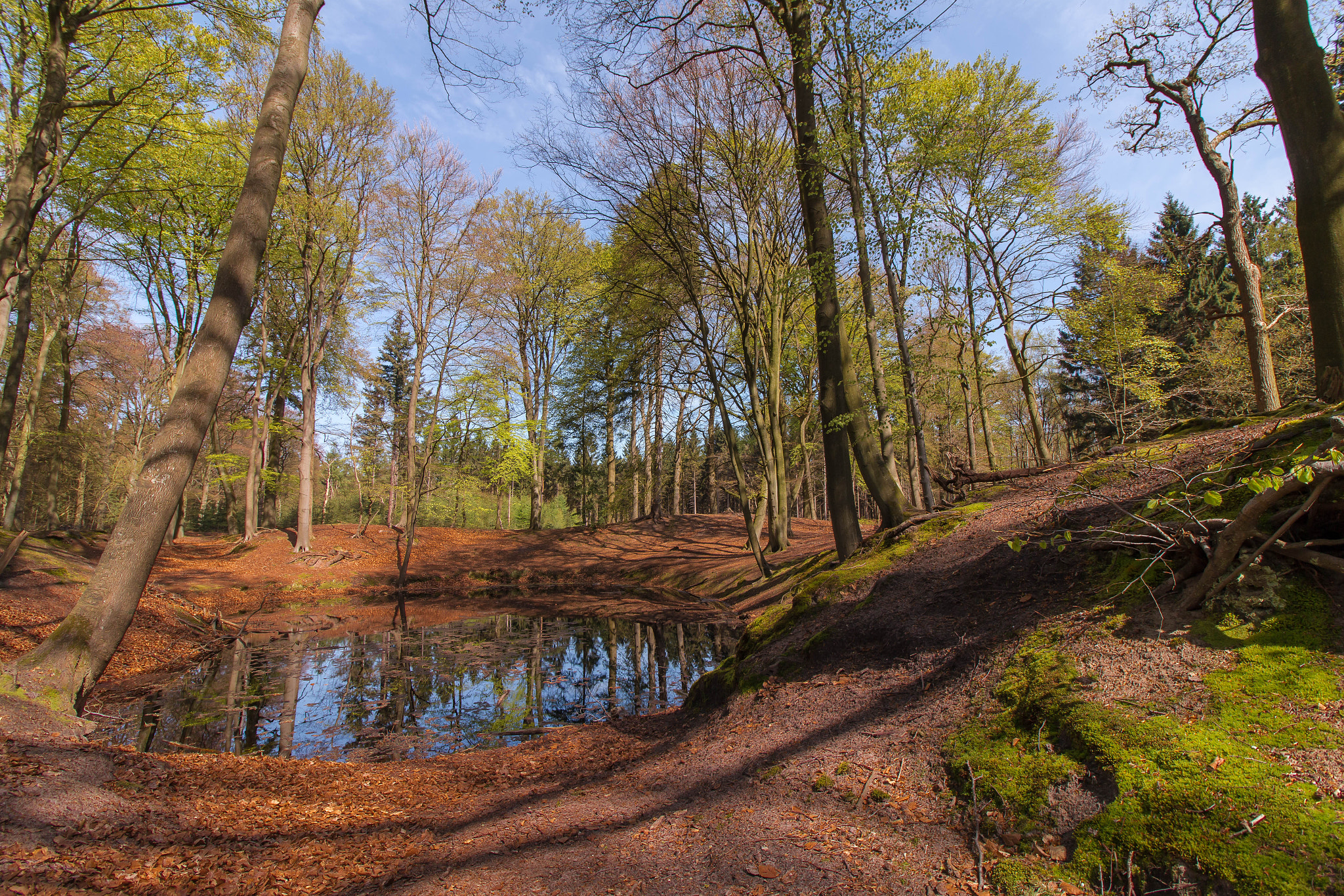 Canon EF-S 10-18mm F4.5–5.6 IS STM sample photo. Lage vuursche photography