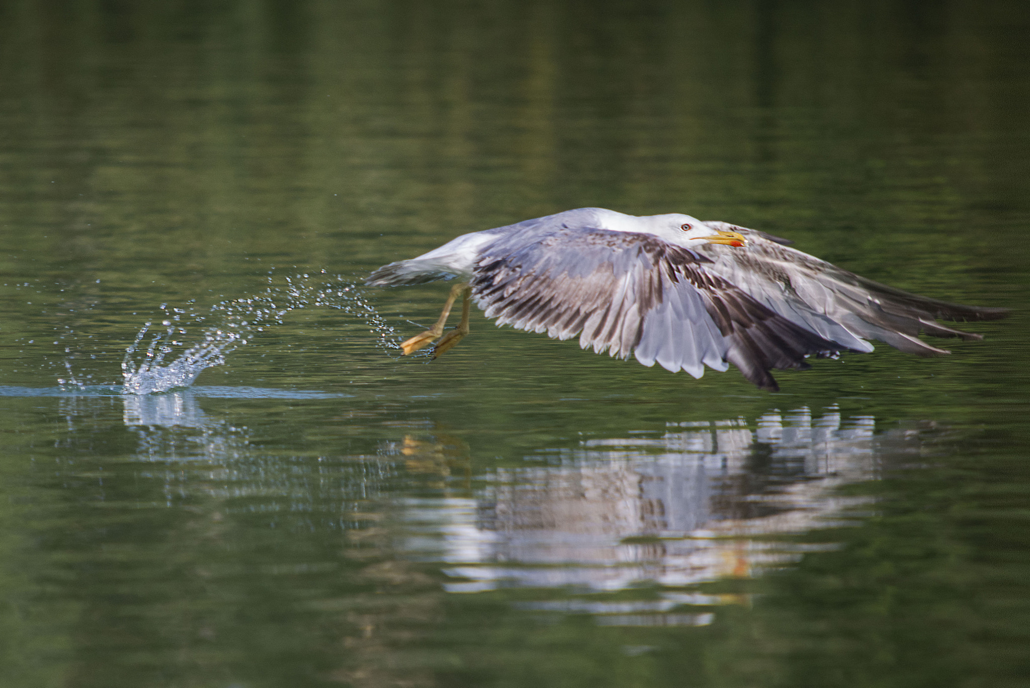 Nikon D800 + Sigma 50-500mm F4-6.3 EX APO RF HSM sample photo. Gaviota baja photography