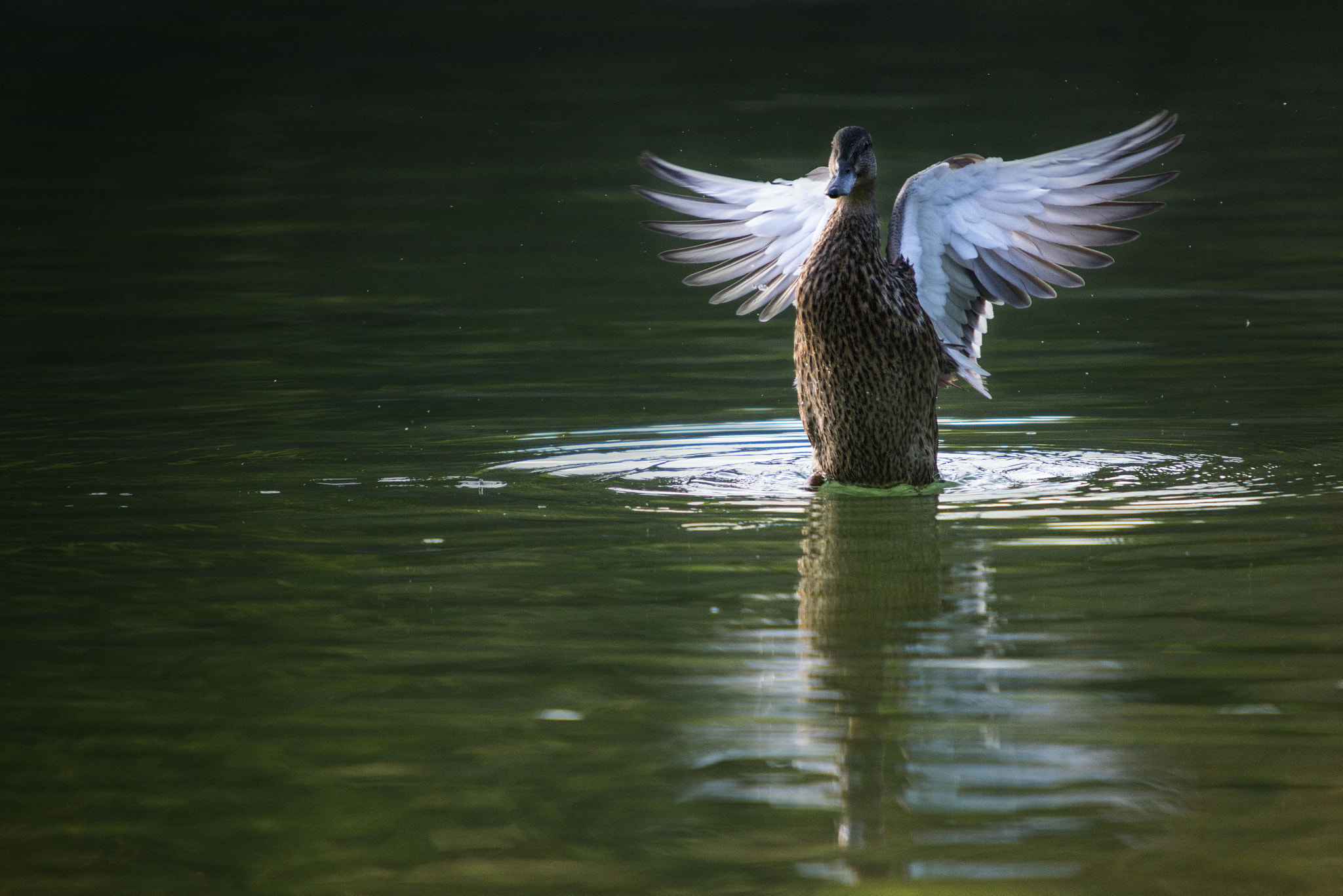 Sigma 50-500mm F4-6.3 EX APO RF HSM sample photo. Pato baja photography
