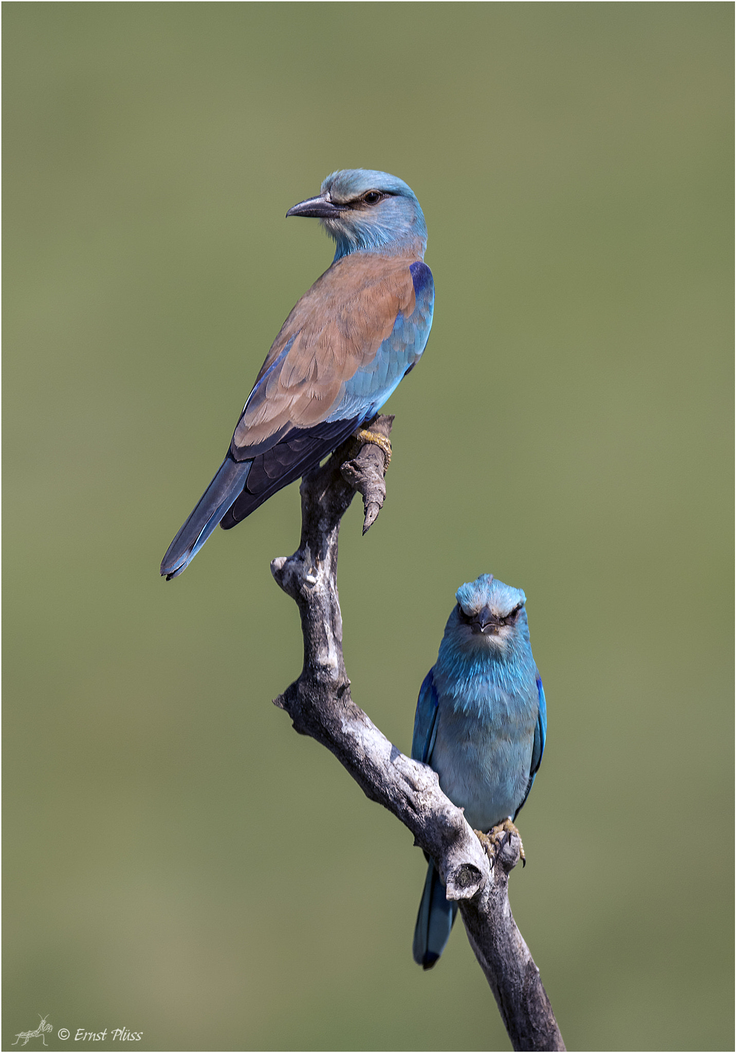 Nikon AF-S Nikkor 600mm F4E FL ED VR sample photo. European roller photography