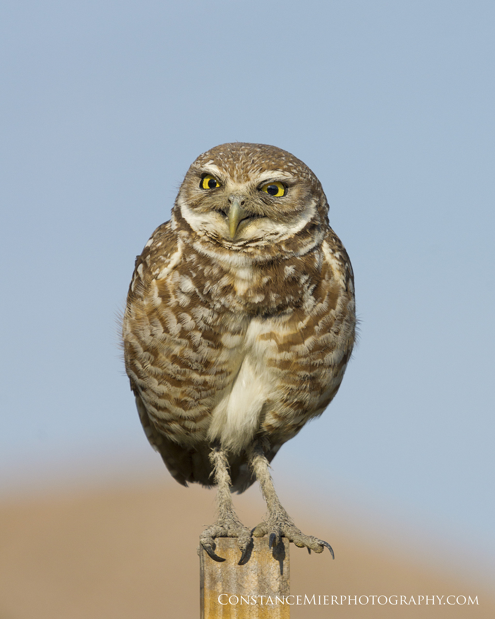 Sony SLT-A77 + Sony 70-400mm F4-5.6 G SSM sample photo. Burrowing owl on perch photography
