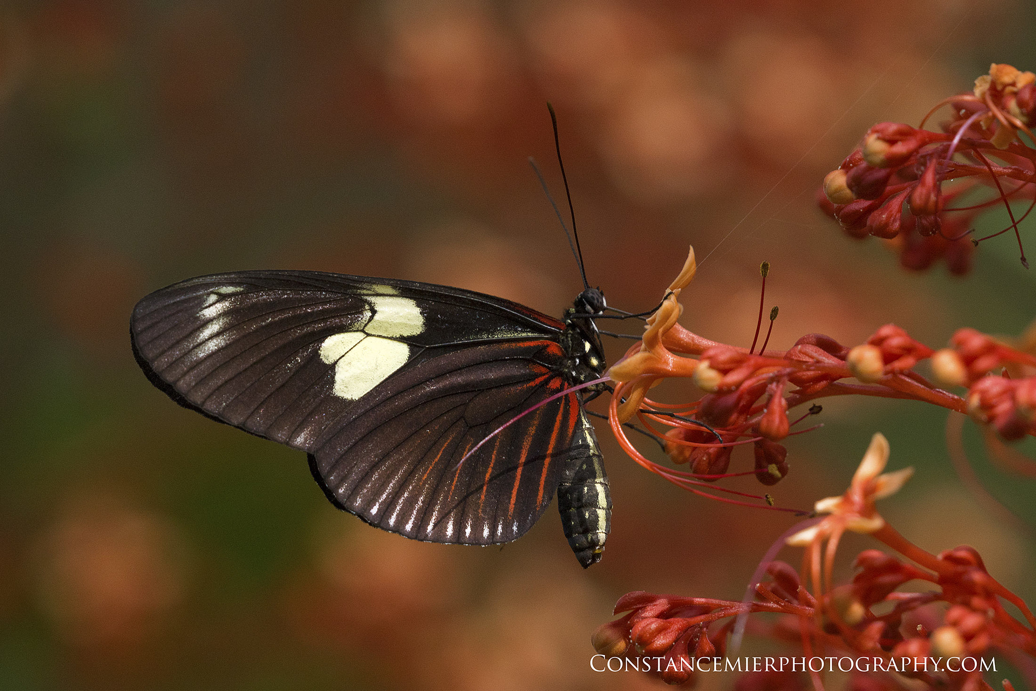 Sony ILCA-77M2 + Sony 70-400mm F4-5.6 G SSM sample photo. Doris longwing photography