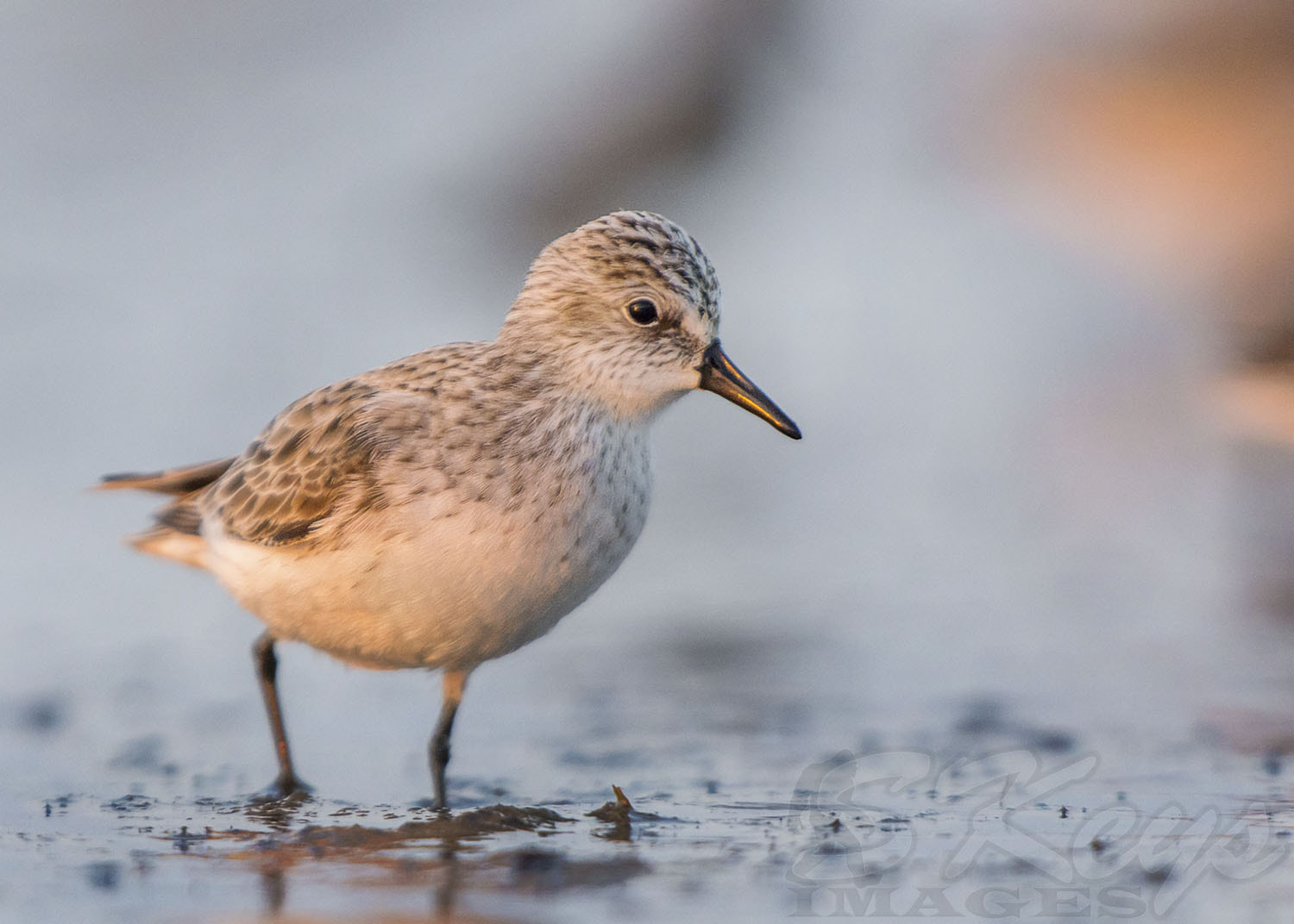 Nikon D7200 + Sigma 500mm F4.5 EX DG HSM sample photo. Morning aura (semipalmated sandpiper) photography