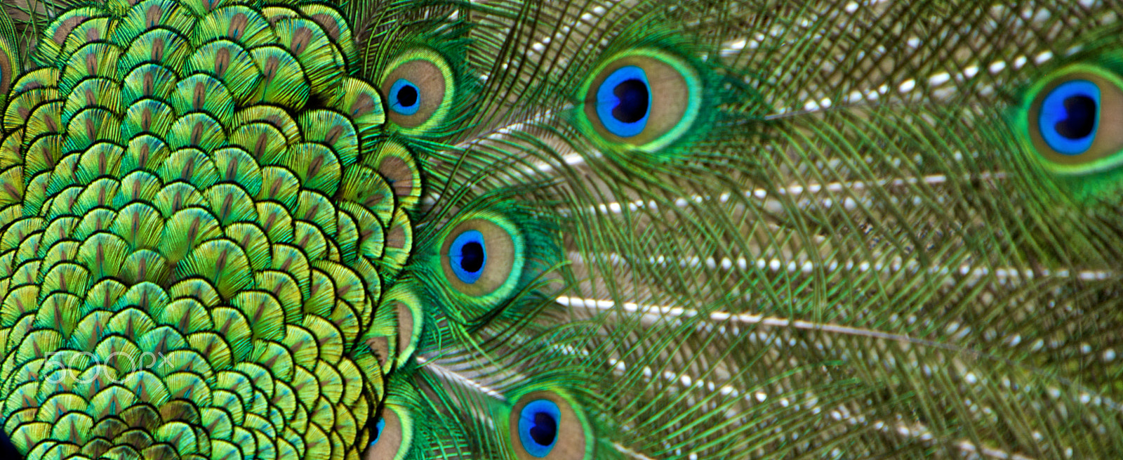 Canon EF 70-200mm F2.8L IS USM sample photo. Peacock tail feather in detail photography