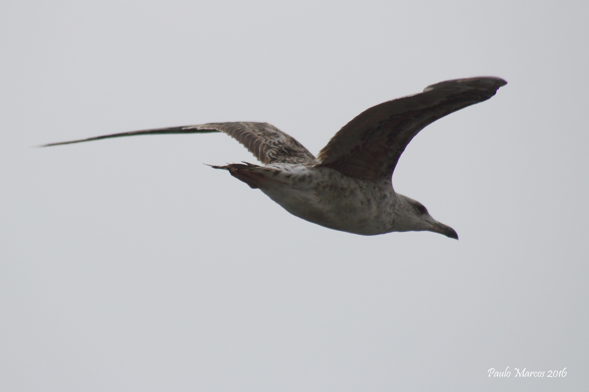 /4-5.6 sample photo. Seagull photography