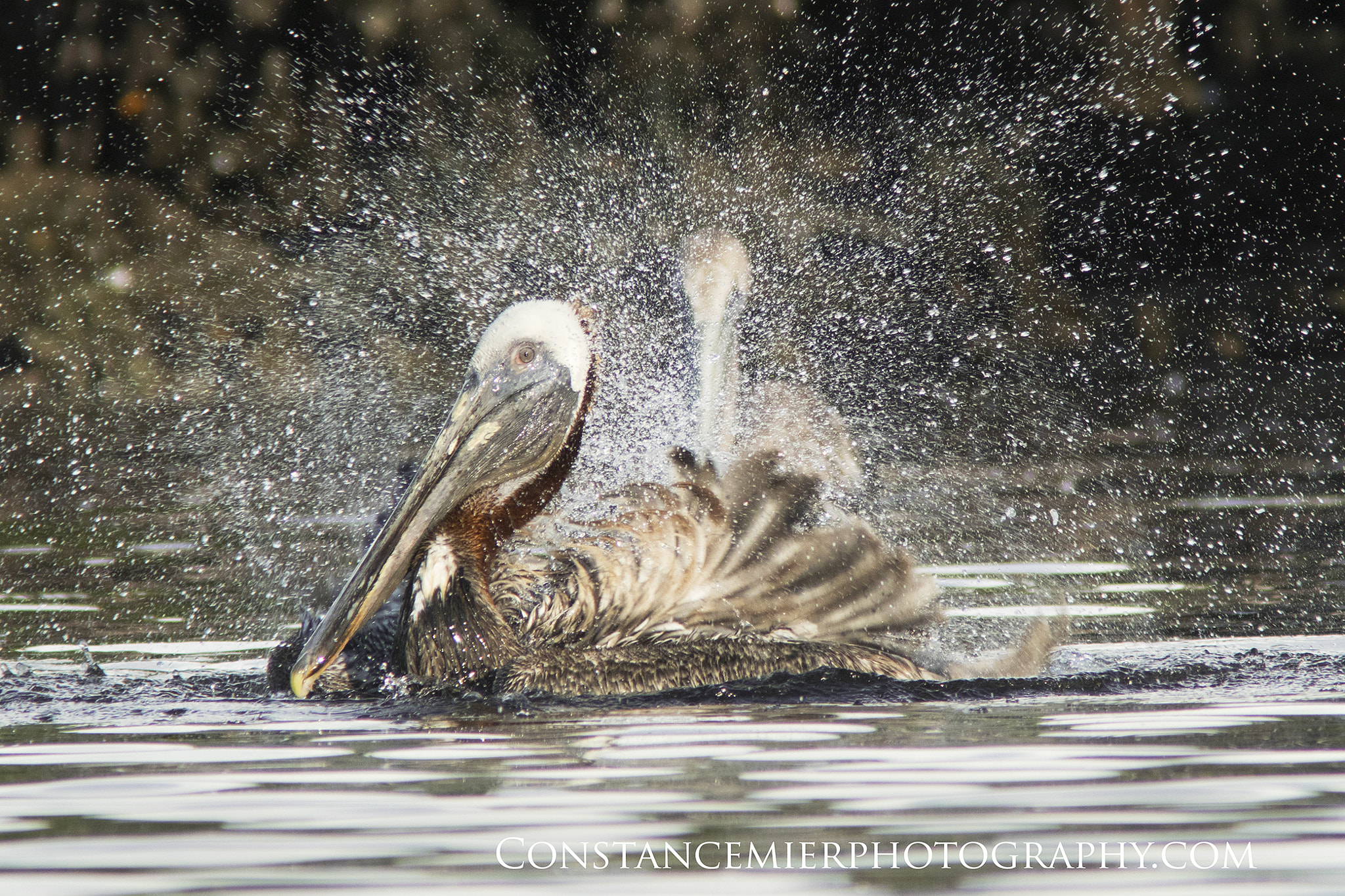 Sony ILCA-77M2 + Minolta AF 300mm F2.8 HS-APO G sample photo. Brown pelicans photography