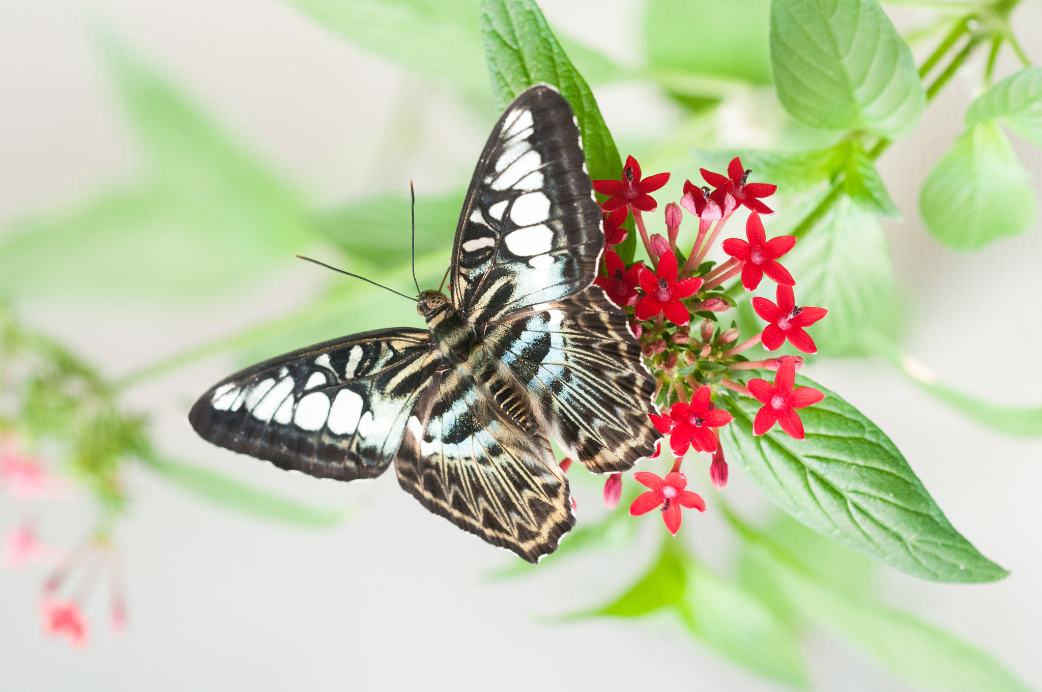 Sigma 150mm F2.8 EX DG OS Macro HSM sample photo. Parthenos sylvia butterfly photography