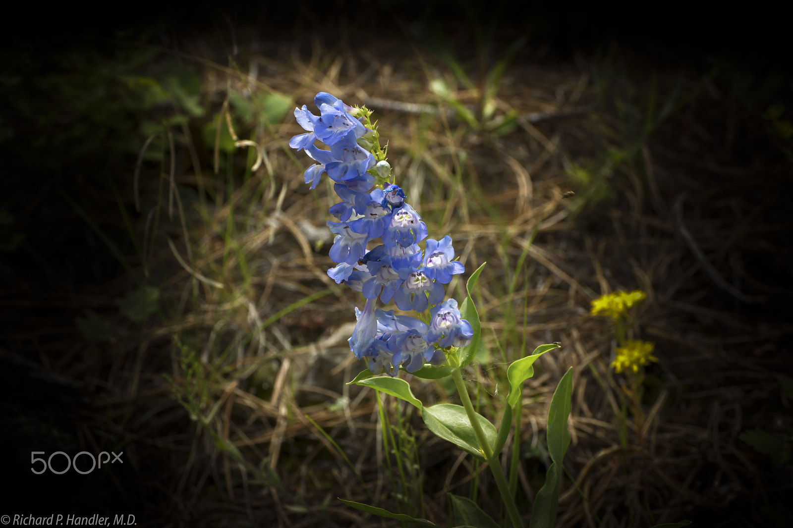 E 50mm F2.8 sample photo. Colorado wildflowers photography