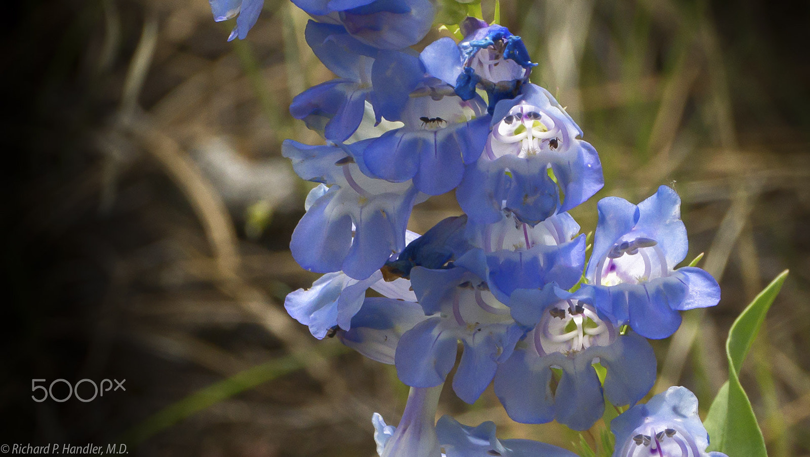 Sony Alpha NEX-7 + E 50mm F2.8 sample photo. Colorado wildflowers photography