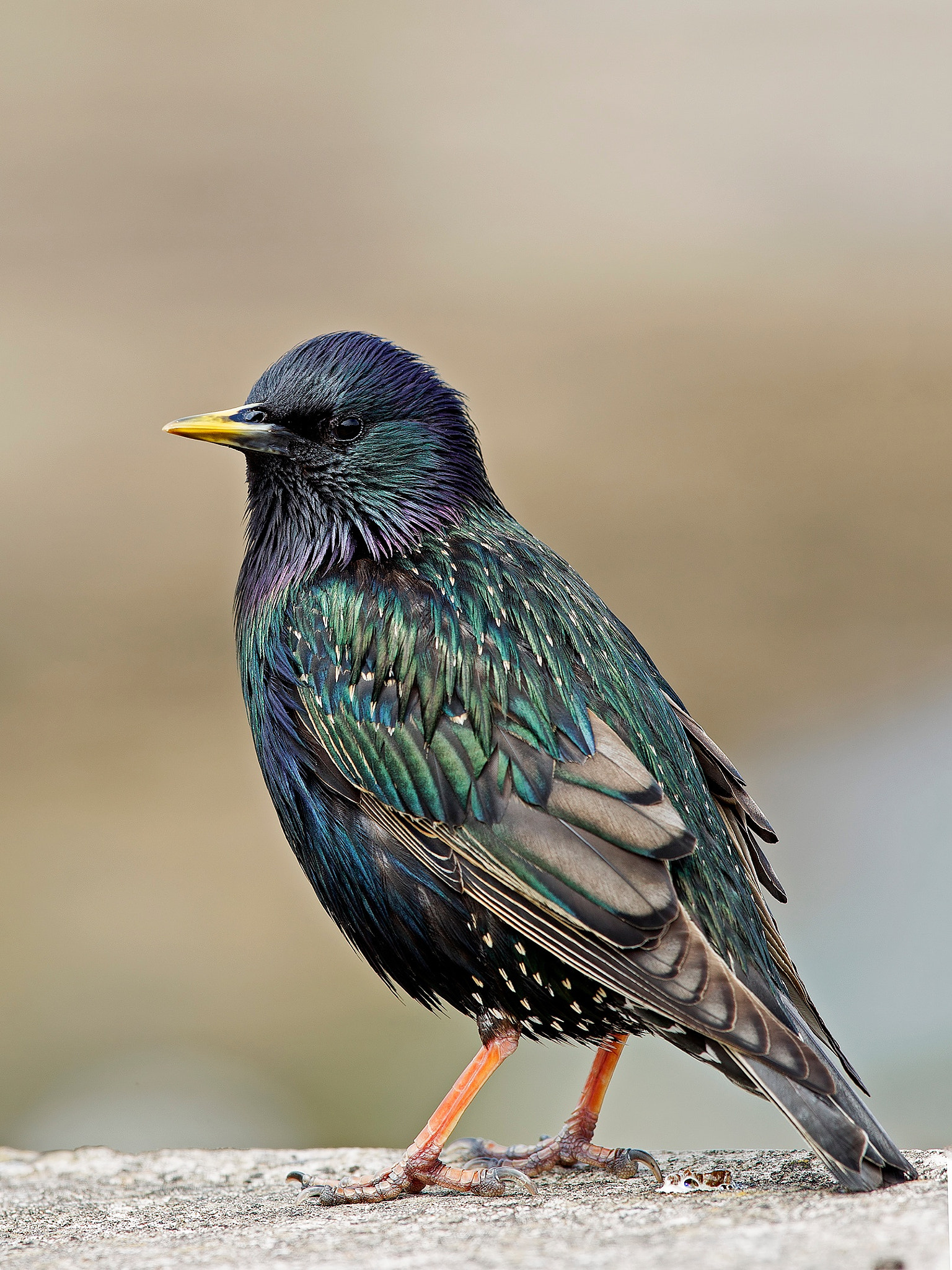 Canon EF 300mm F2.8L IS II USM sample photo. 27787708570.jpg photography