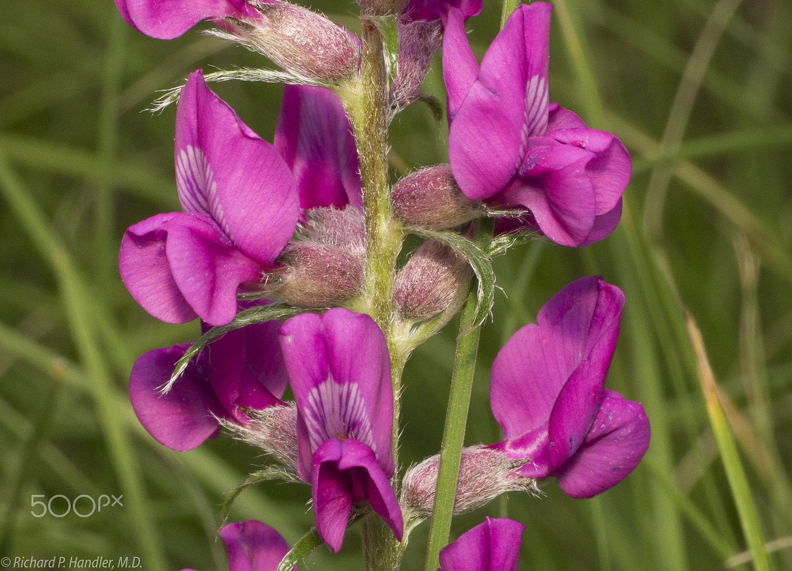 Sony Alpha NEX-7 + E 50mm F2.8 sample photo. Colorado wildflowers photography