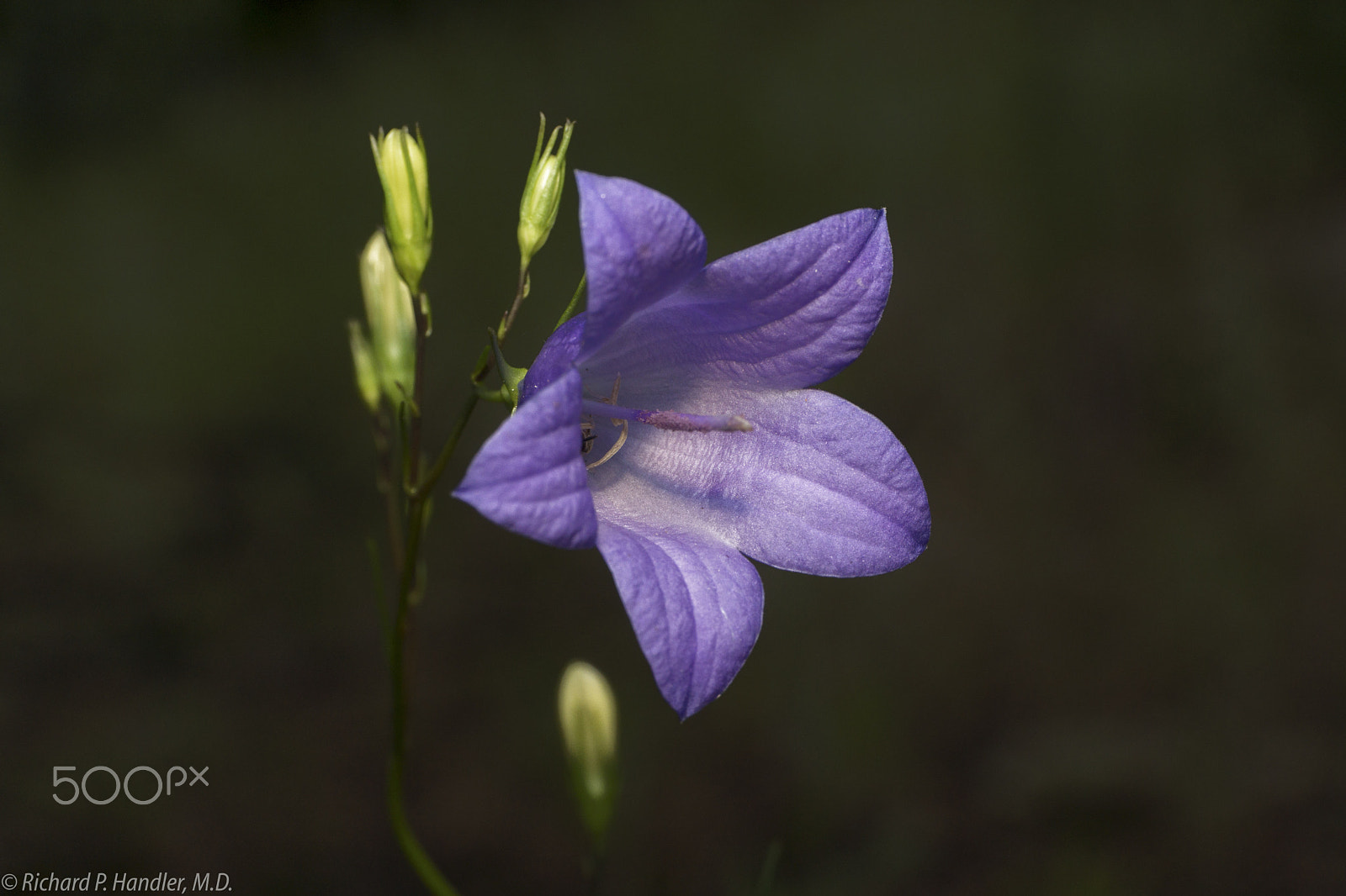 E 50mm F2.8 sample photo. Colorado wildflowers photography