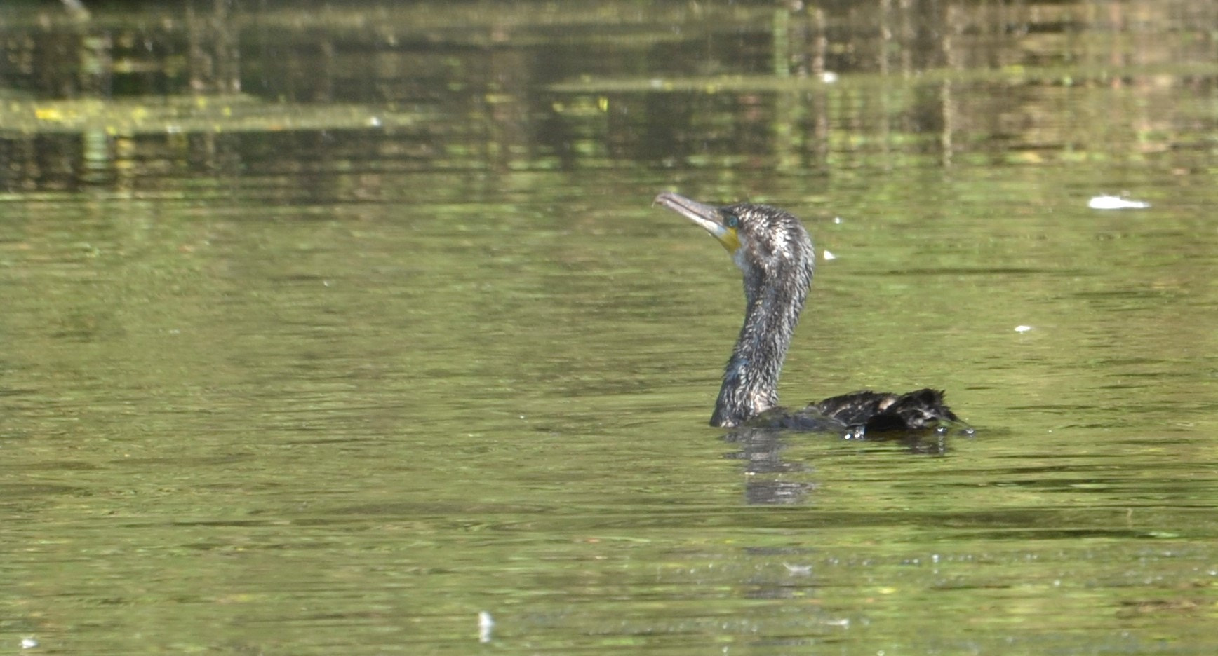 Sigma 120-400mm F4.5-5.6 DG OS HSM sample photo. () photography