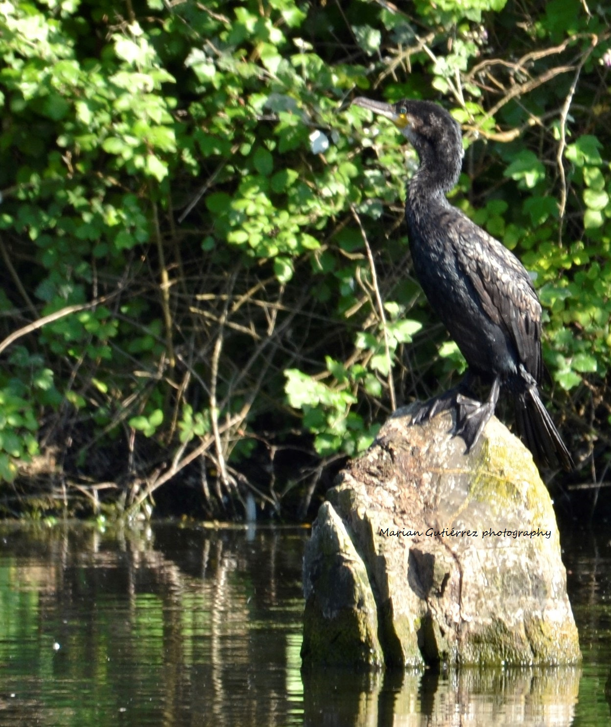 Sigma 120-400mm F4.5-5.6 DG OS HSM sample photo. () photography