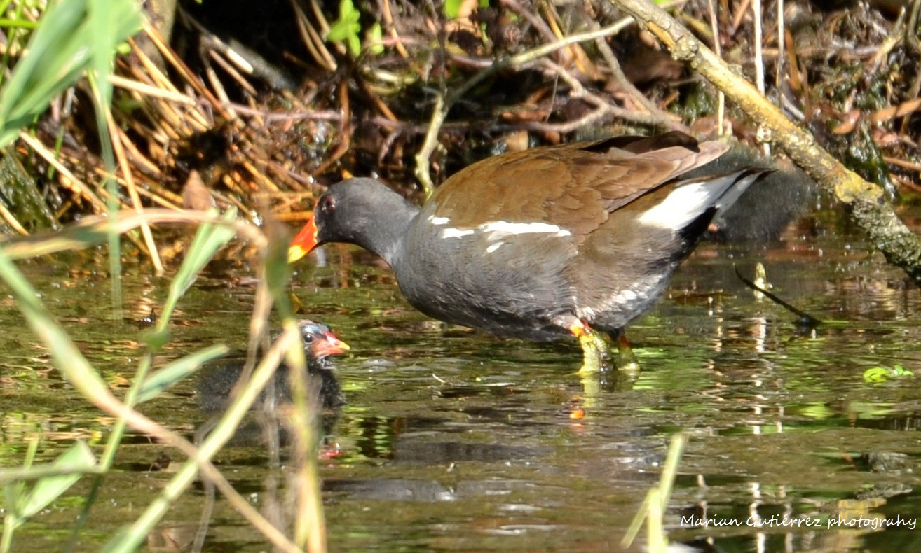 Sigma 120-400mm F4.5-5.6 DG OS HSM sample photo. () photography