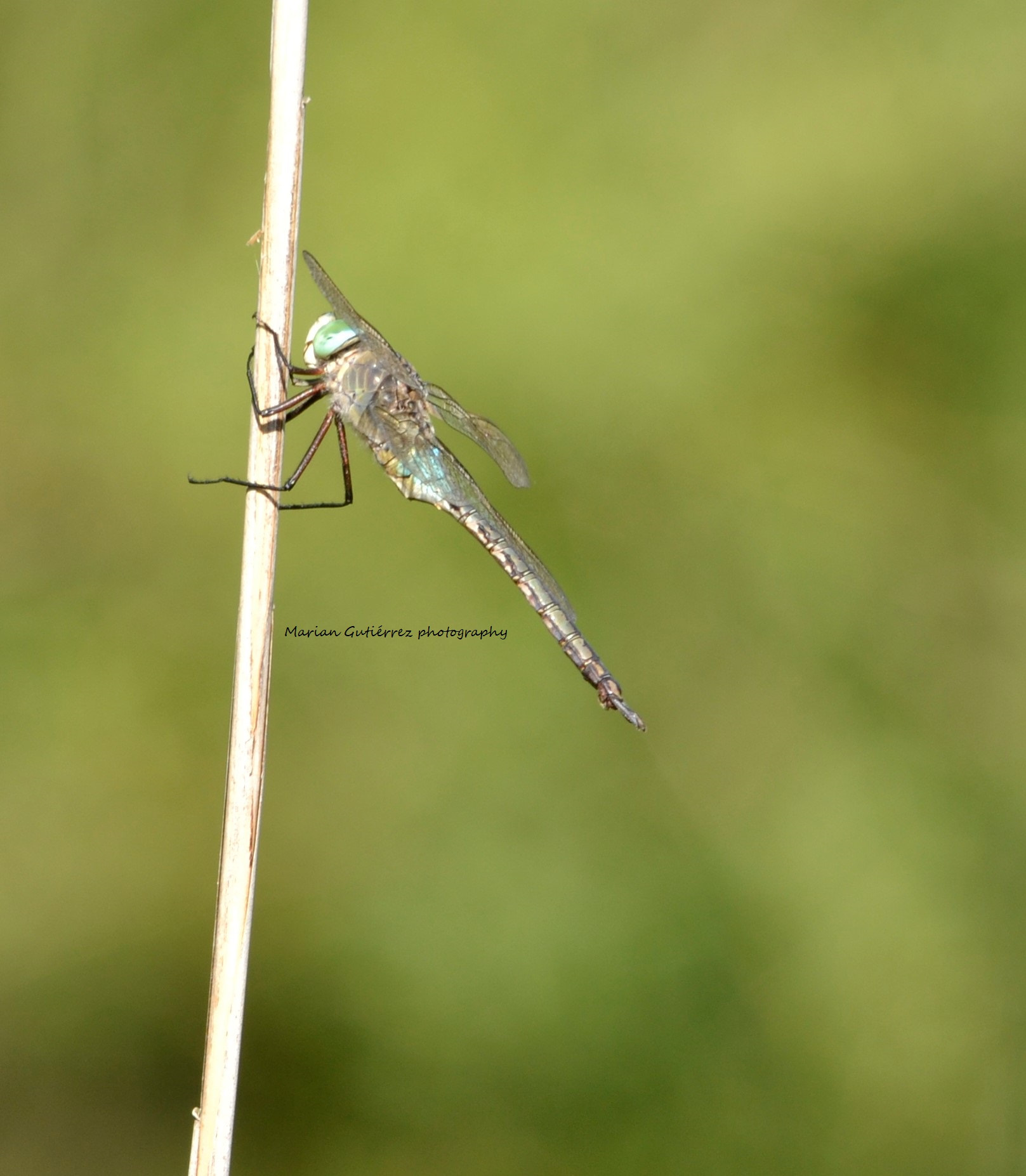Sigma 120-400mm F4.5-5.6 DG OS HSM sample photo. () photography