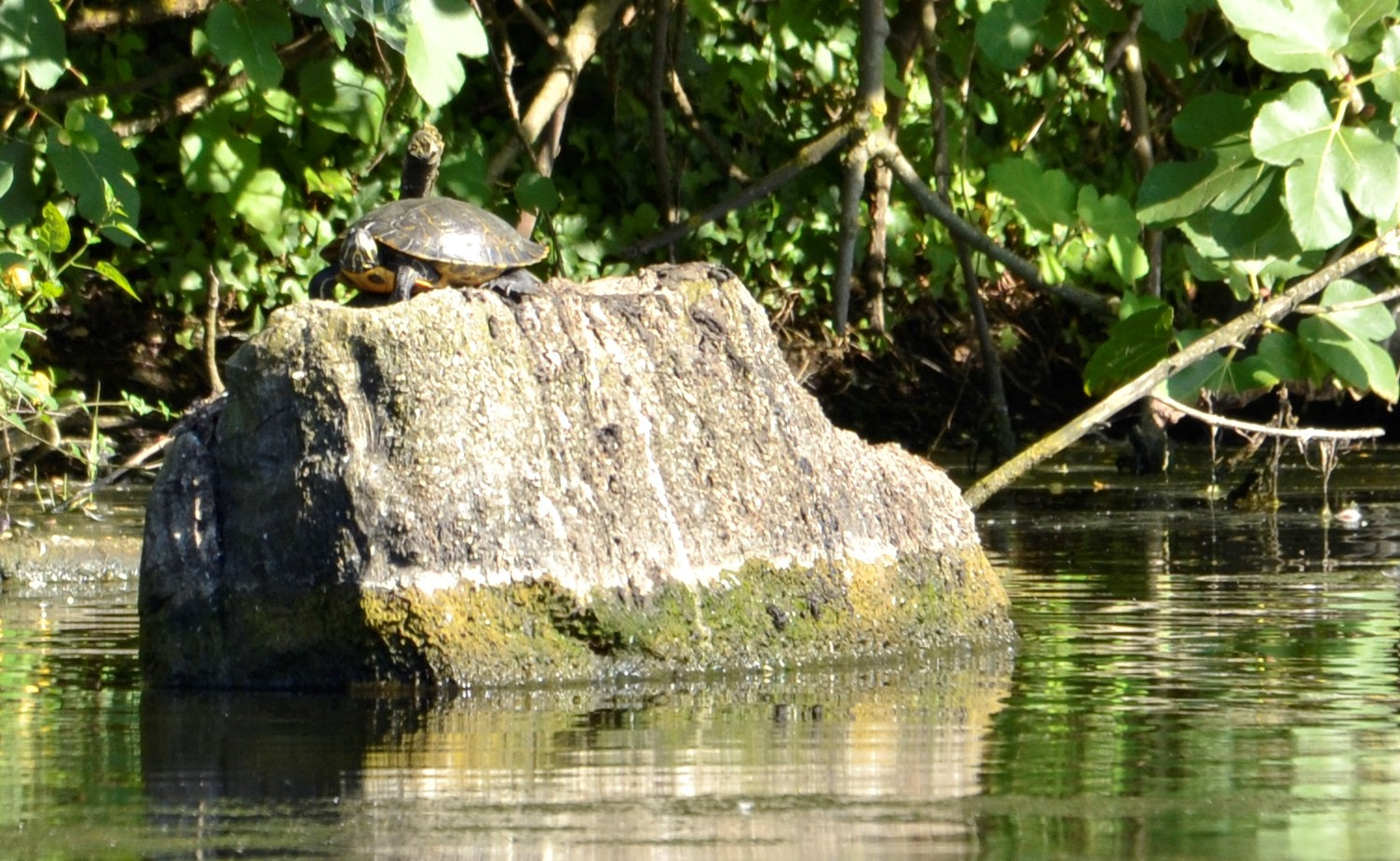 Sigma 120-400mm F4.5-5.6 DG OS HSM sample photo. () photography