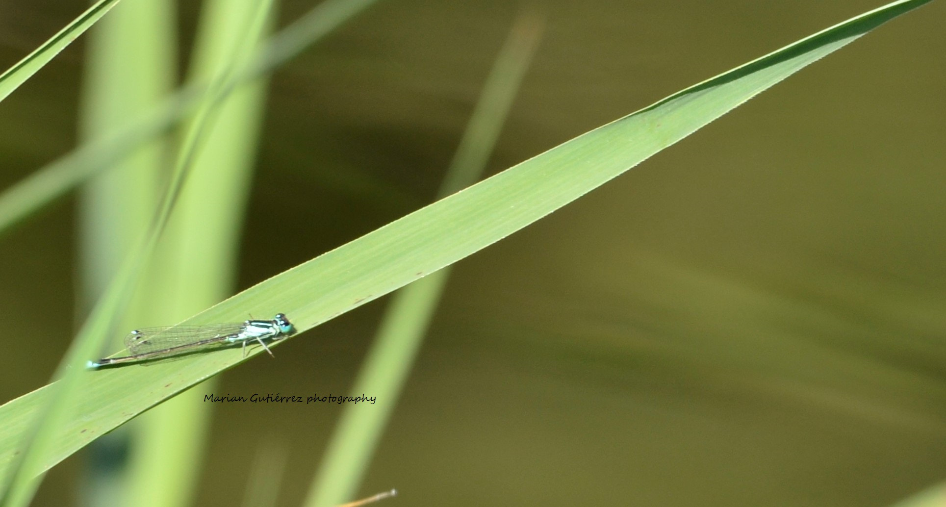 Sigma 120-400mm F4.5-5.6 DG OS HSM sample photo. () photography
