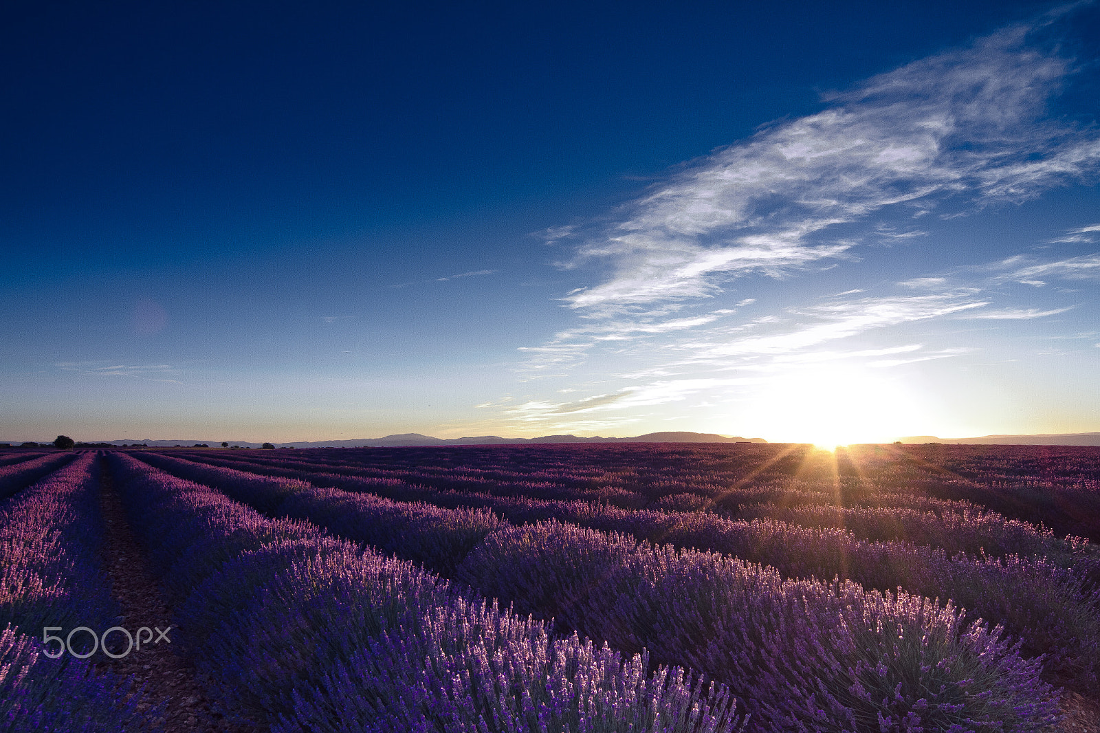 Canon EOS 7D + Sigma 12-24mm F4.5-5.6 EX DG Aspherical HSM sample photo. Sunset in the lavenders photography