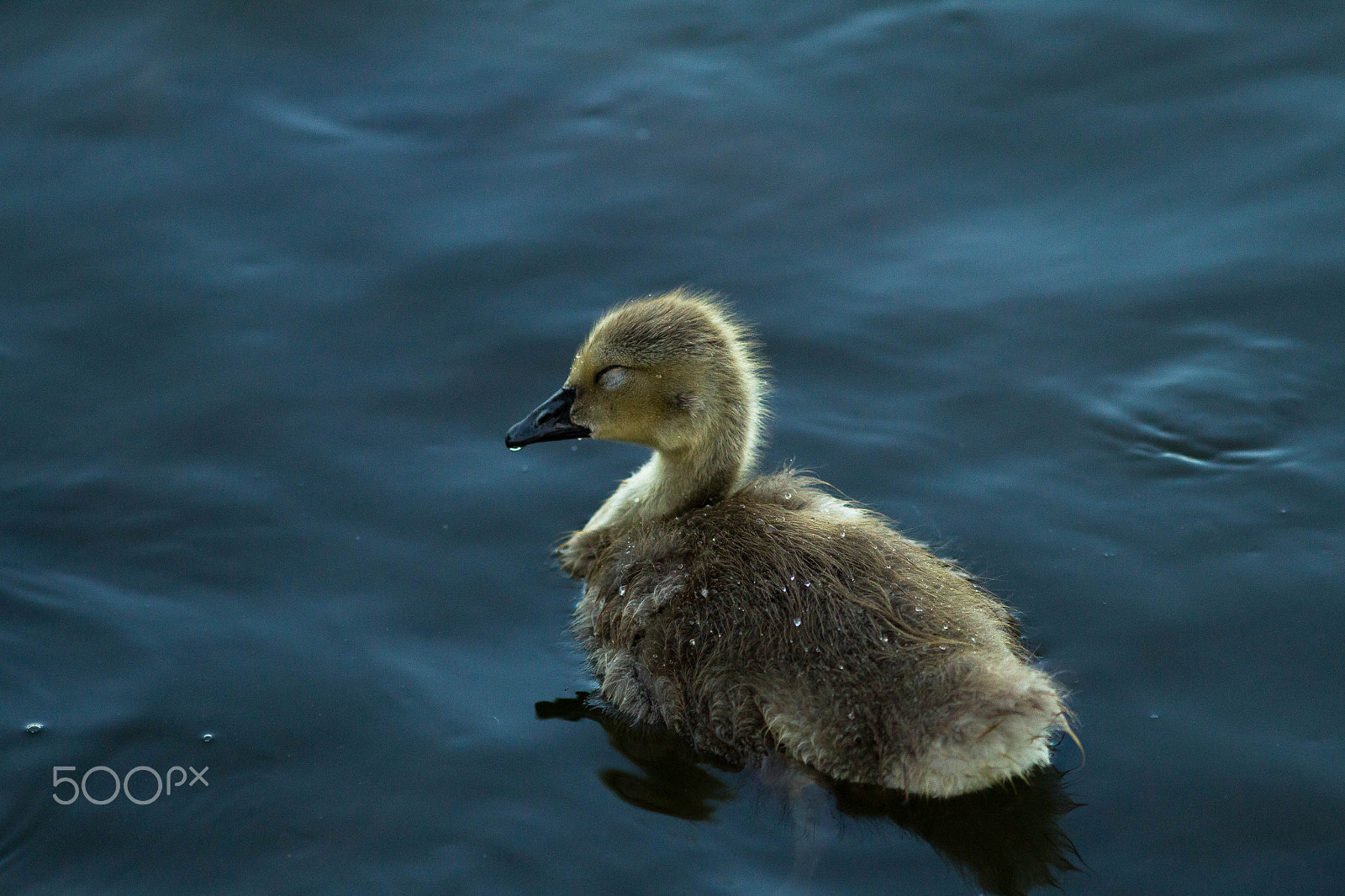 Canon EOS-1D Mark IV + Canon EF 300mm F4L IS USM sample photo. Baby goose photography