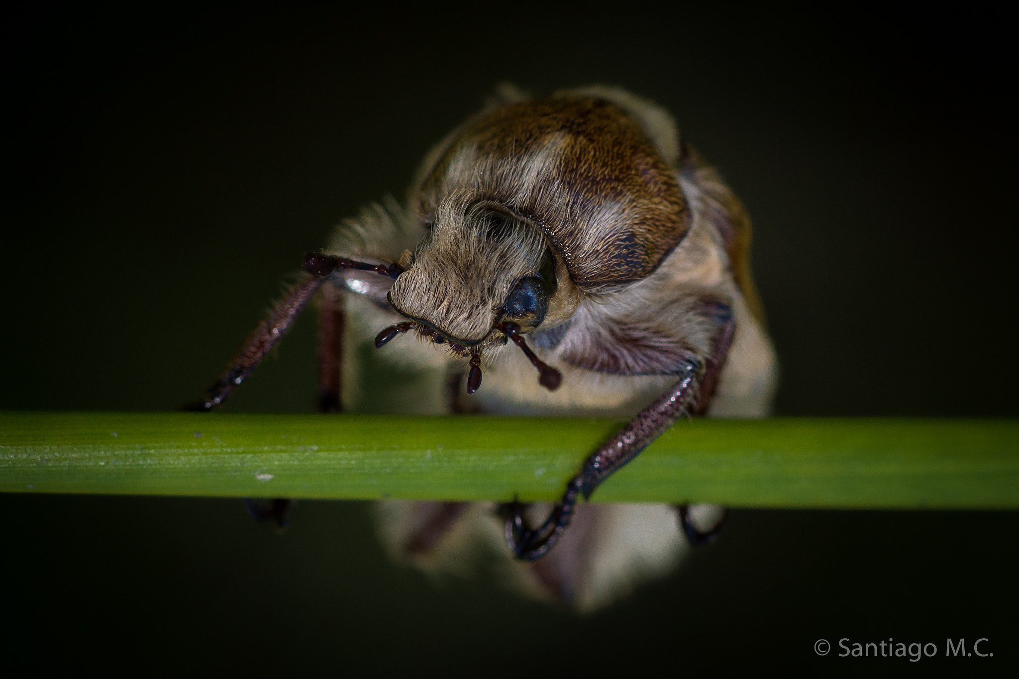 Sony SLT-A77 + Sony 100mm F2.8 Macro sample photo. Anoxia villosa photography