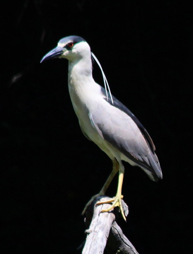 Canon EF 70-300mm F4-5.6 IS USM sample photo. Black crowned night heron  photography