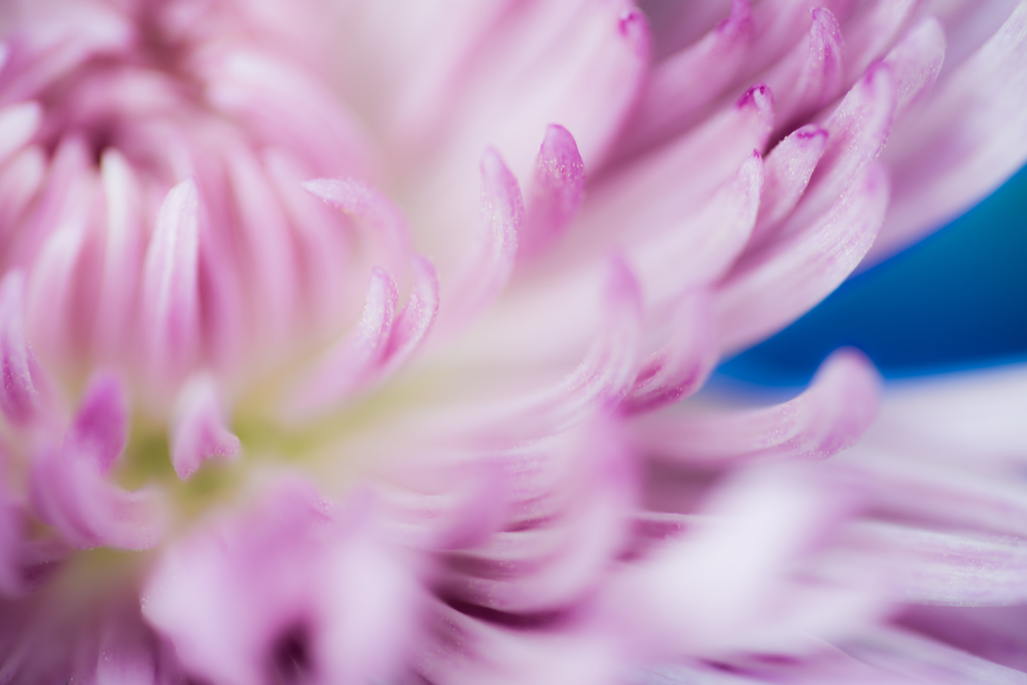 Tokina AT-X Pro 100mm F2.8 Macro sample photo. Abstract floral photography