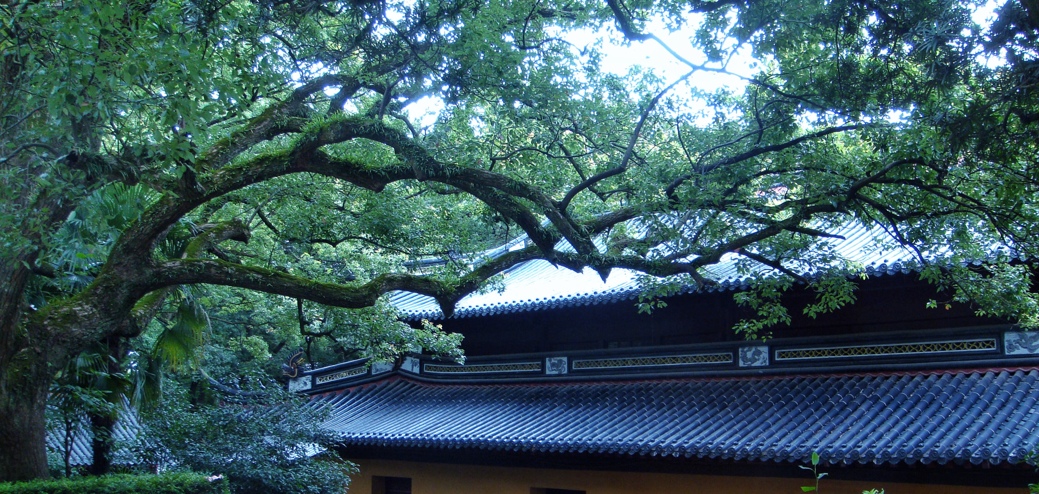 Sony DSC-T300 sample photo. Camphor tree photography