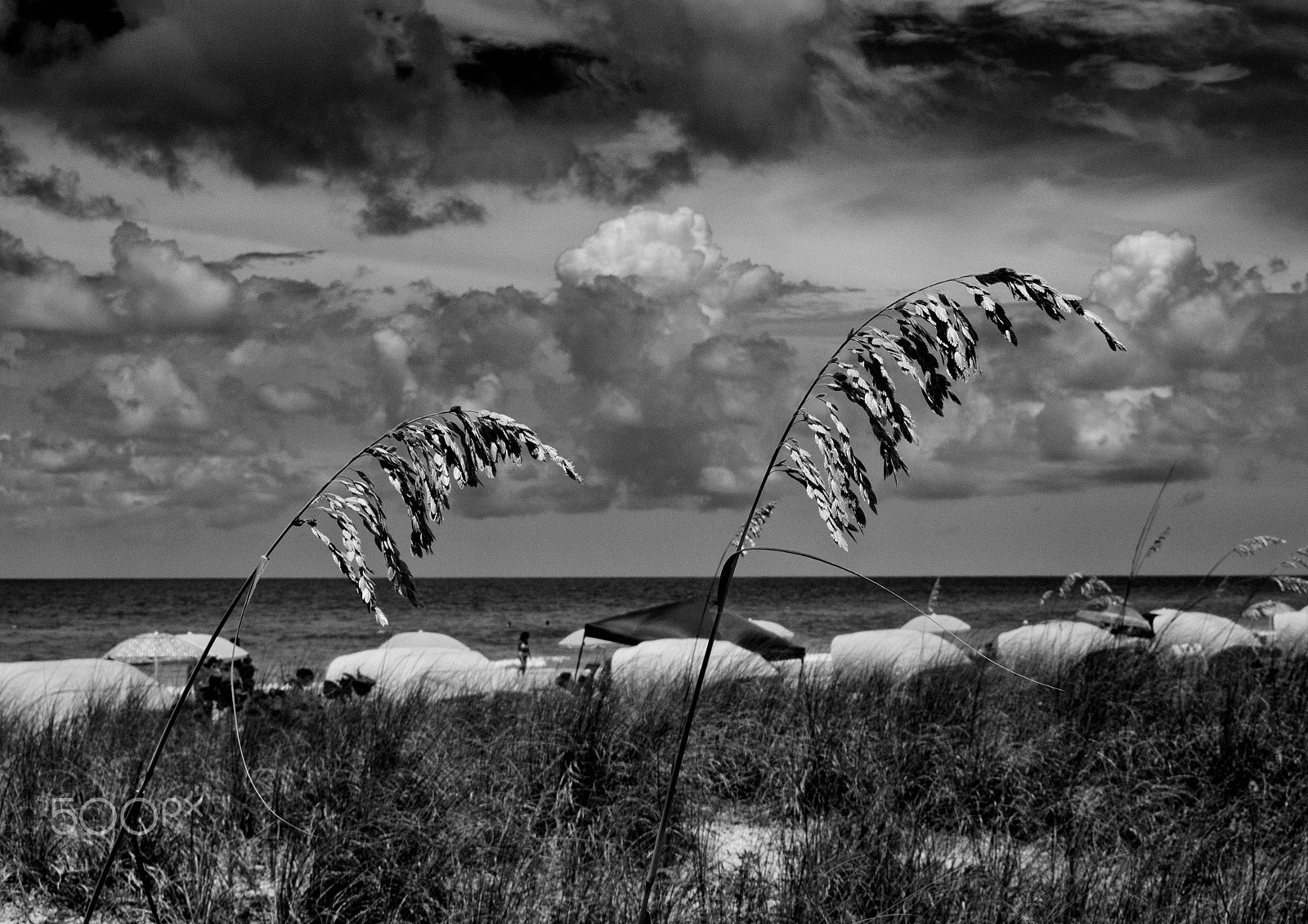 Nikon 1 J3 sample photo. Sea oats-madeira beach,fl photography