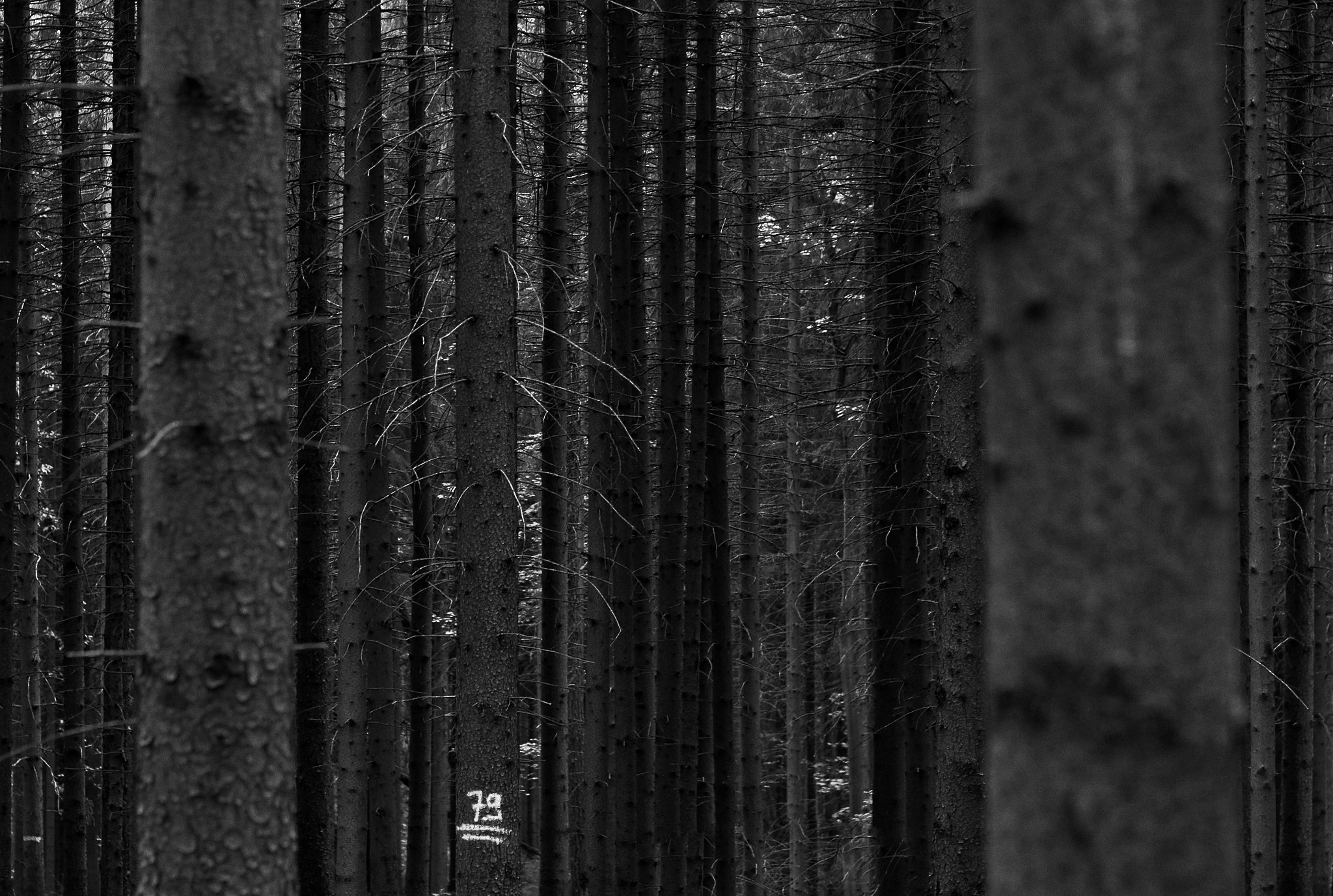 Canon EOS 5D + Canon EF 85mm F1.2L II USM sample photo. Intothetrees photography
