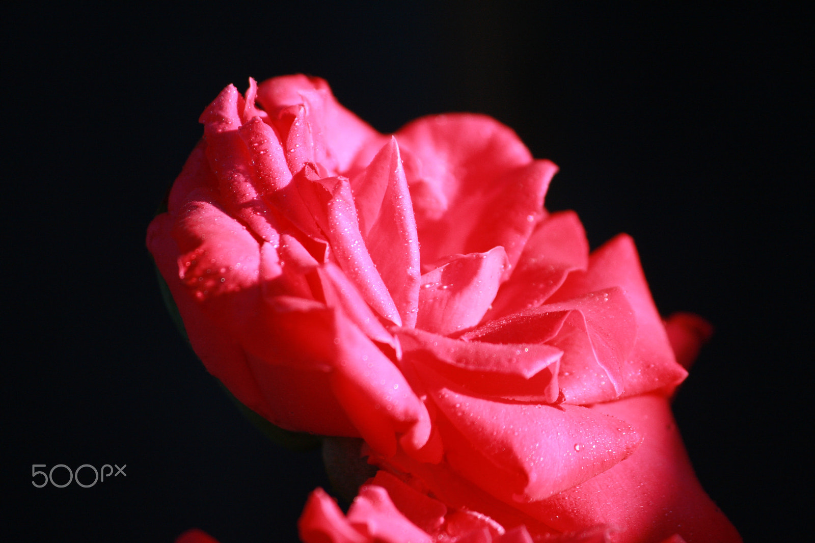 Canon EOS 40D sample photo. Natural light rose no flash.jpg photography