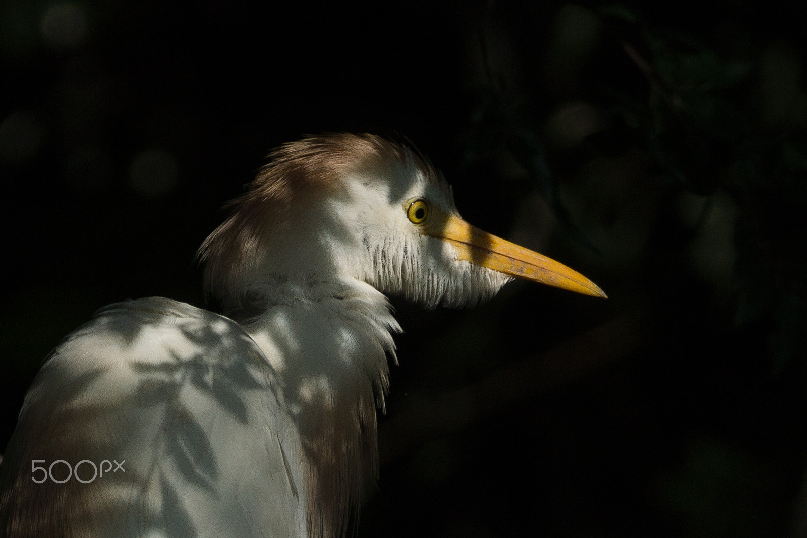 Sony 70-300mm F4.5-5.6 G SSM sample photo. Patriarch-egret photography