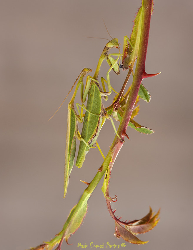 Canon EF 100-400mm F4.5-5.6L IS USM sample photo. Dangerous love photography
