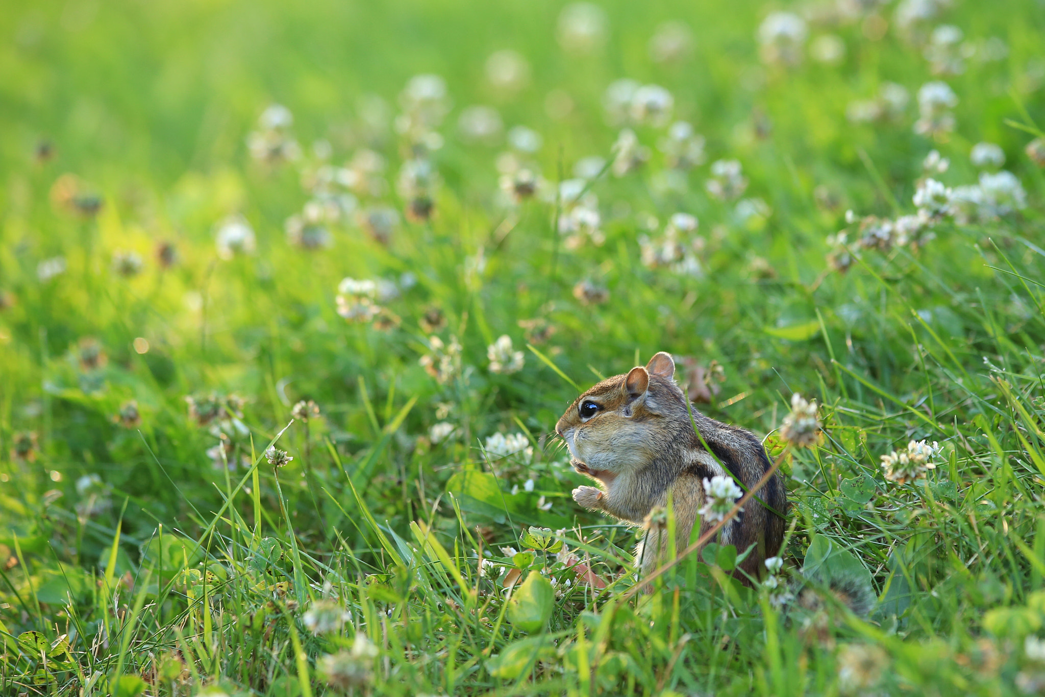 Canon EF 70-300mm F4-5.6 IS USM sample photo