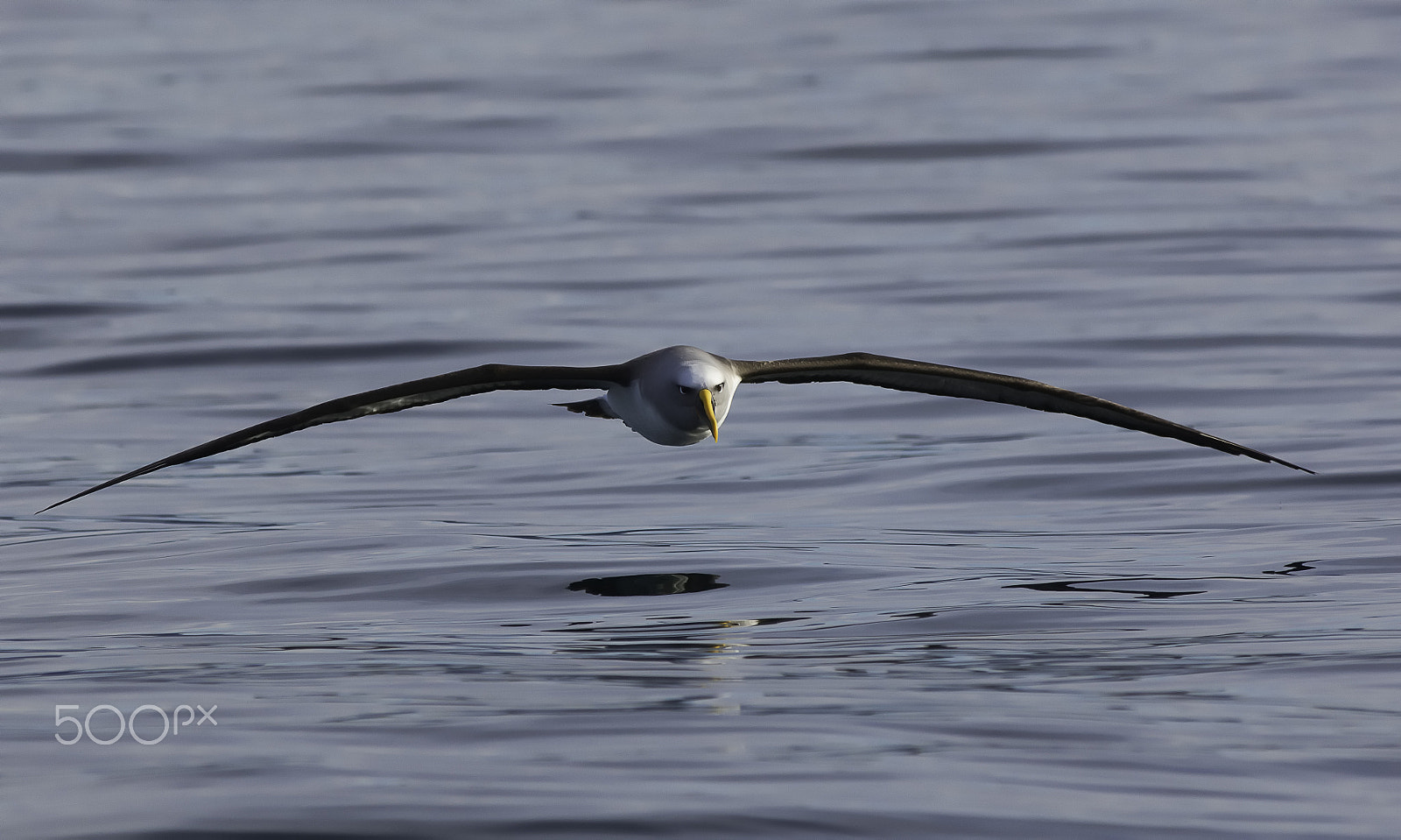AF-S Zoom-Nikkor 80-200mm f/2.8D IF-ED sample photo. Buller's albatross photography