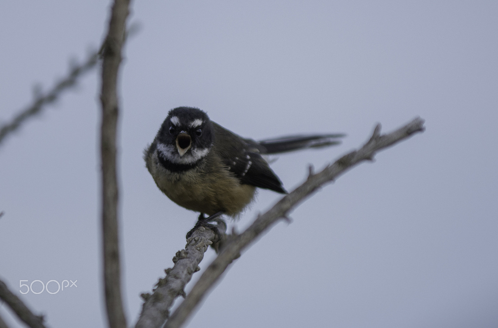 AF-S Zoom-Nikkor 80-200mm f/2.8D IF-ED sample photo. Fantail 2 photography