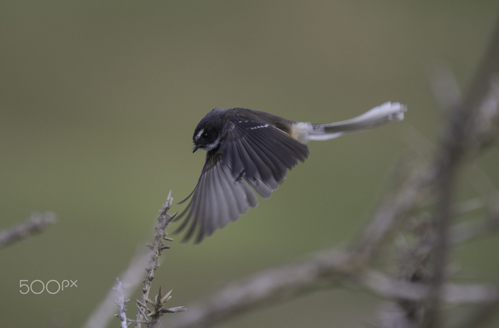 AF-S Zoom-Nikkor 80-200mm f/2.8D IF-ED sample photo. Fantail photography