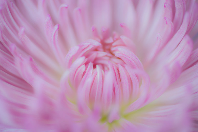 Tokina AT-X Pro 100mm F2.8 Macro sample photo. Abstract flower ii photography