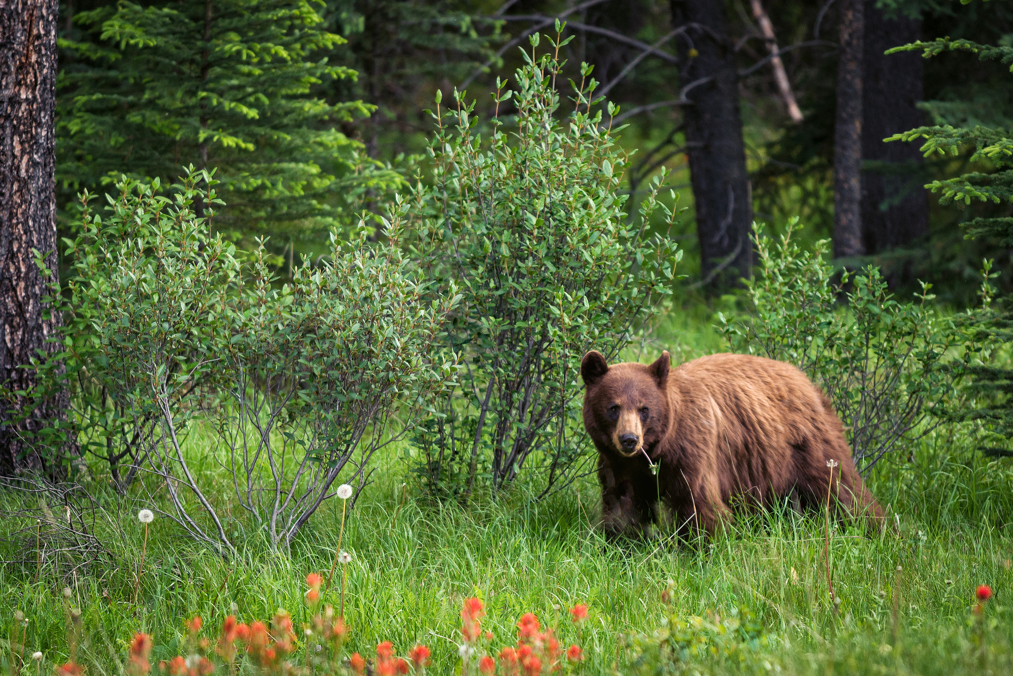 Nikon AF-S Nikkor 70-200mm F4G ED VR sample photo. Bear, banff national park, alberta canada photography