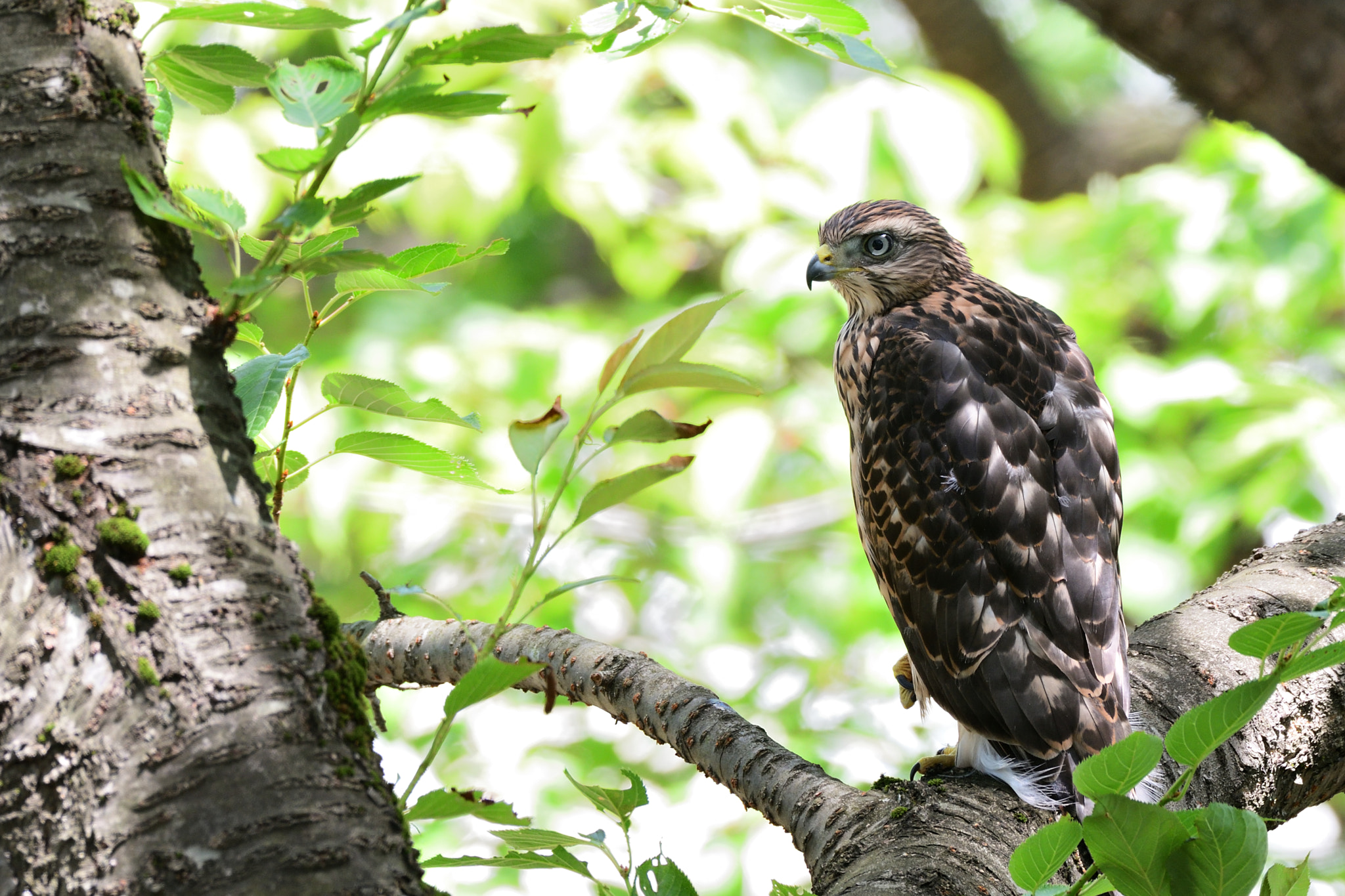 Nikon D500 + Sigma 500mm F4.5 EX DG HSM sample photo. Young bird of goshawk photography