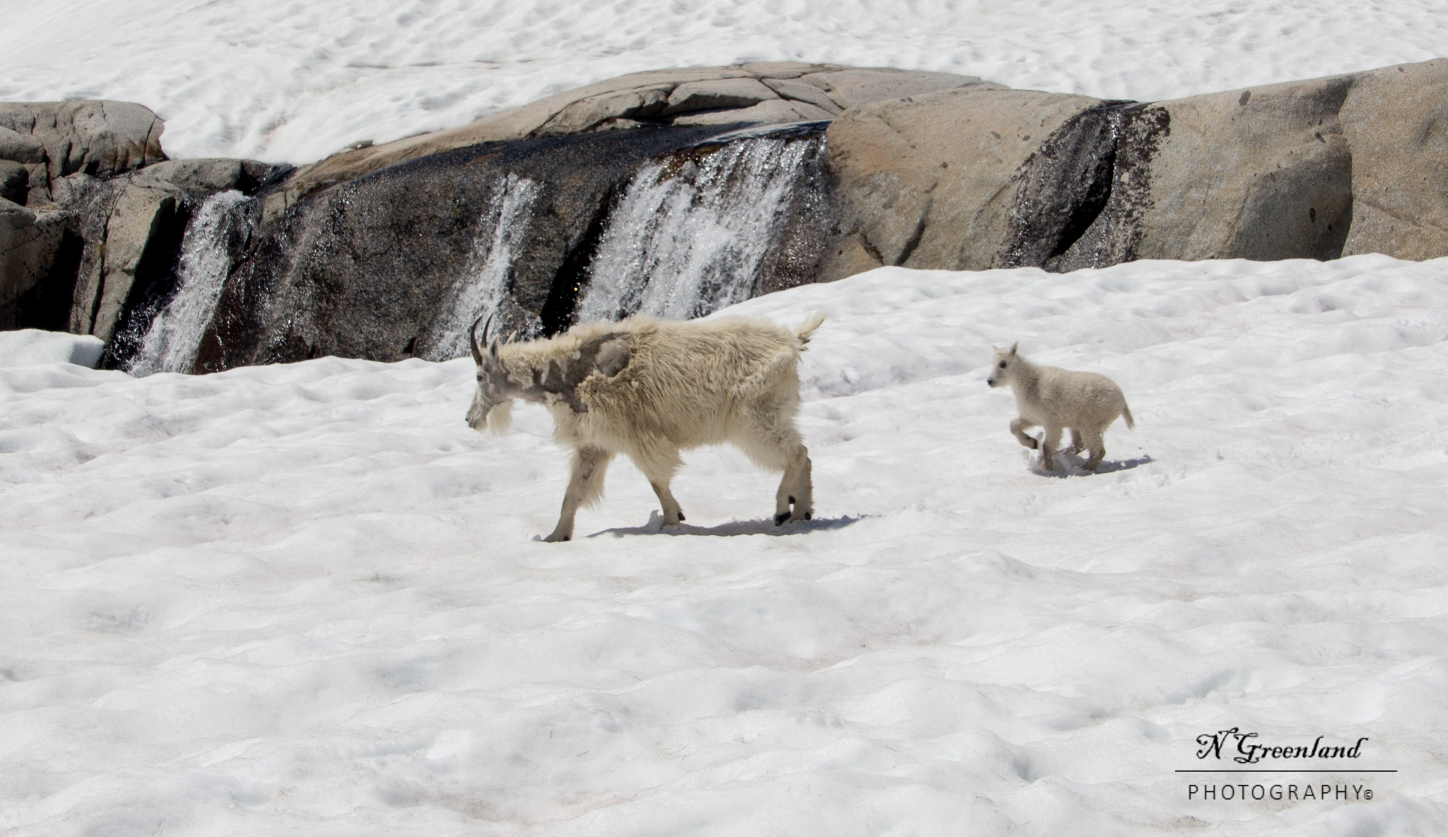 Canon EOS 100D (EOS Rebel SL1 / EOS Kiss X7) sample photo. Mountain goats photography