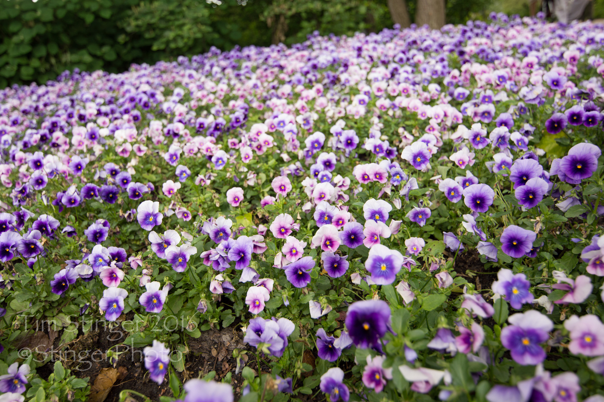 Nikon D3200 + Tokina AT-X 11-20 F2.8 PRO DX (AF 11-20mm f/2.8) sample photo. Purple-y field photography