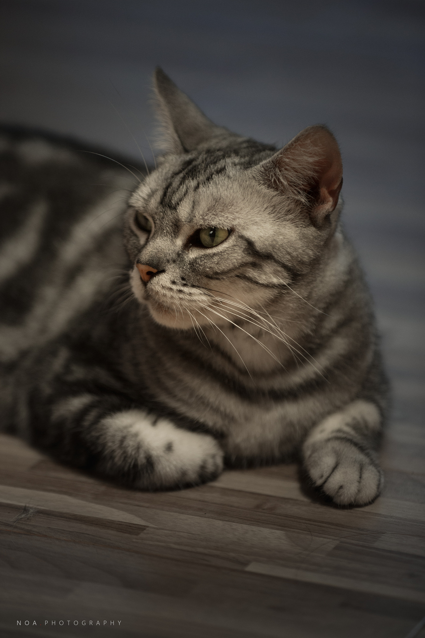 Canon EF 80-200mm f/2.8L sample photo