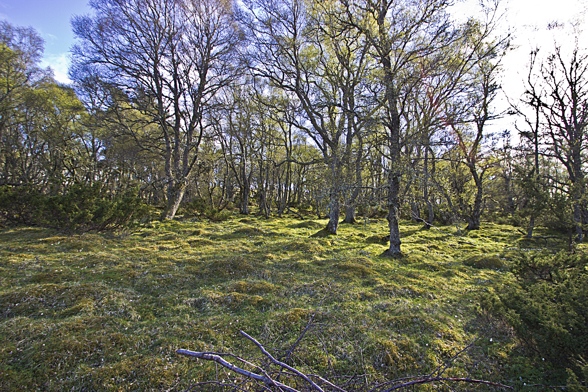 Sigma 10-20mm F3.5 EX DC HSM sample photo. Throguh the trees photography