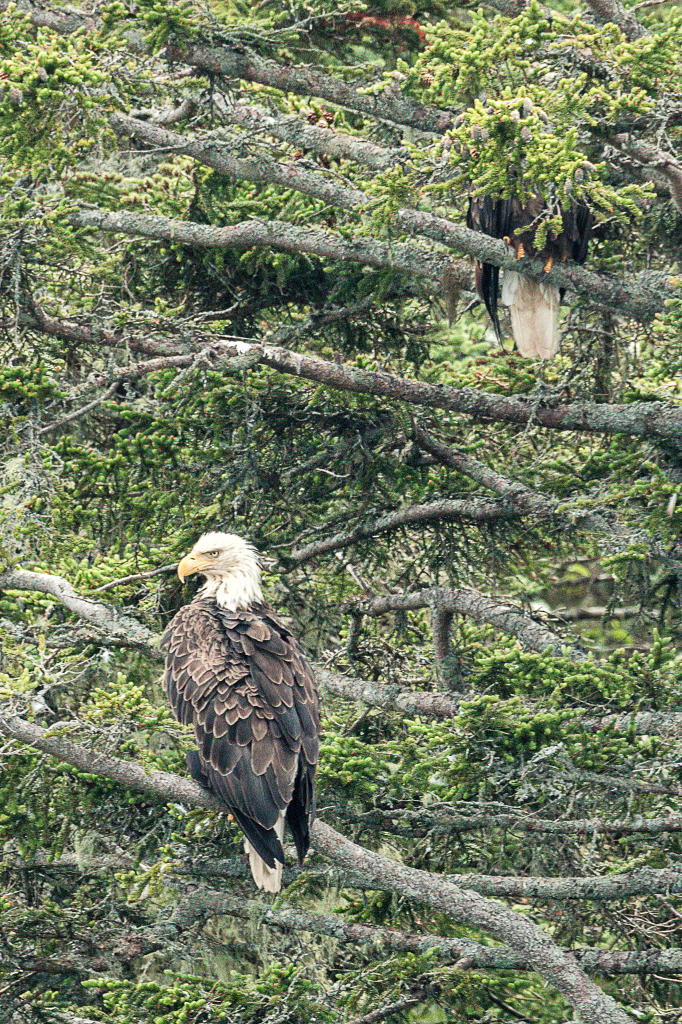 150-600mm F5-6.3 DG OS HSM | Sports 014 sample photo. Bald eagle on island off bar harbor photography