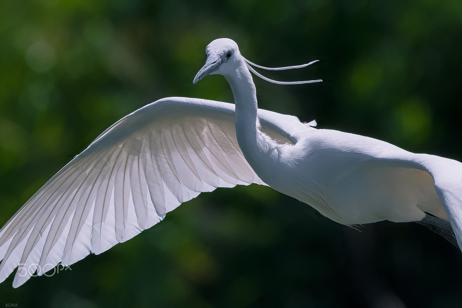 Nikon AF-S Nikkor 400mm F2.8G ED VR II sample photo. Sagi photography