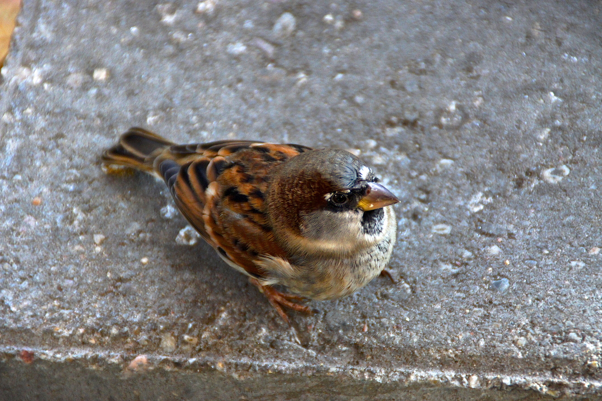 Sony Alpha DSLR-A500 sample photo. Sparrow photography