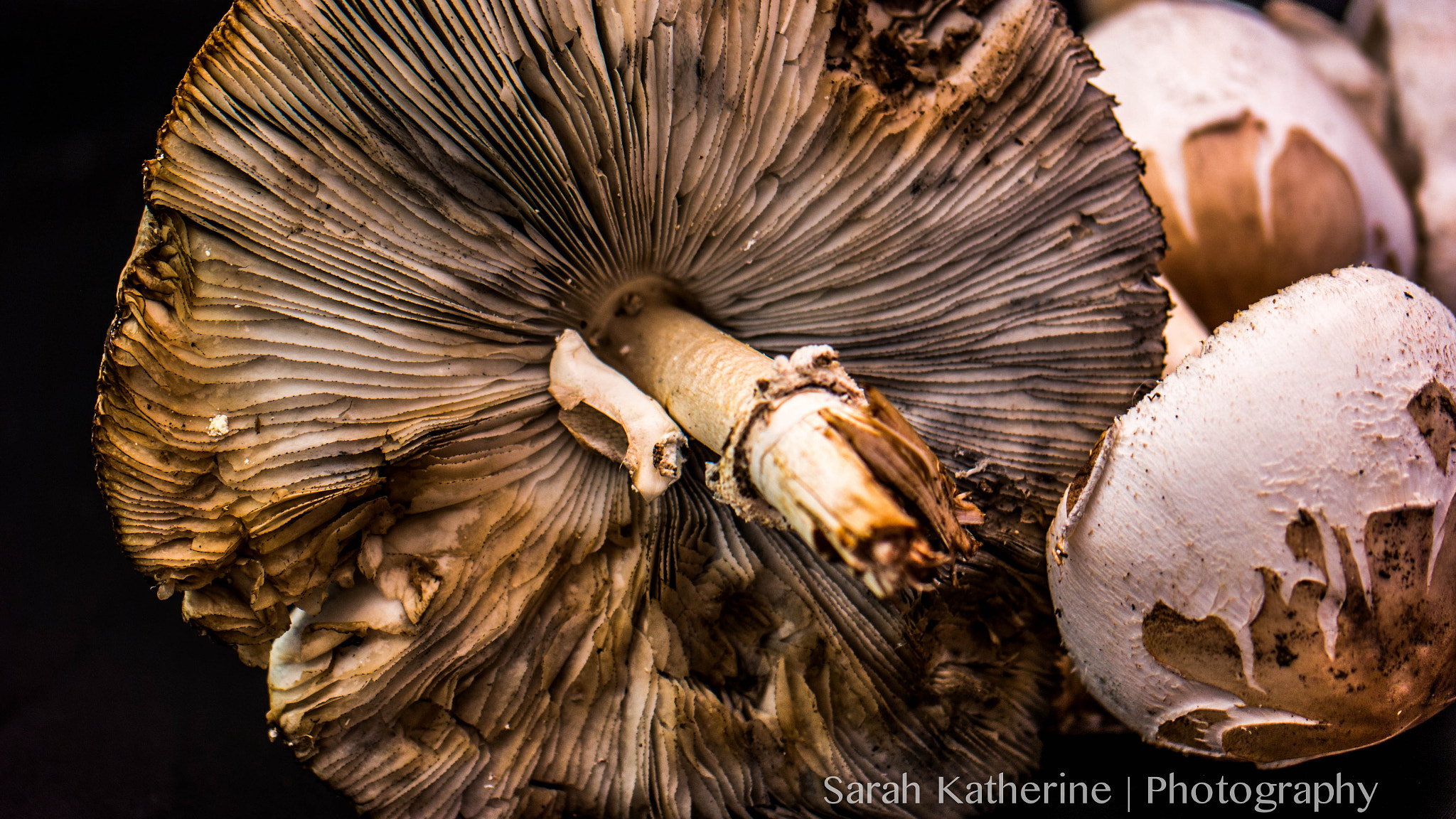 Samsung NX 60mm F2.8 Macro ED OIS SSA sample photo. Wild mushrooms photography