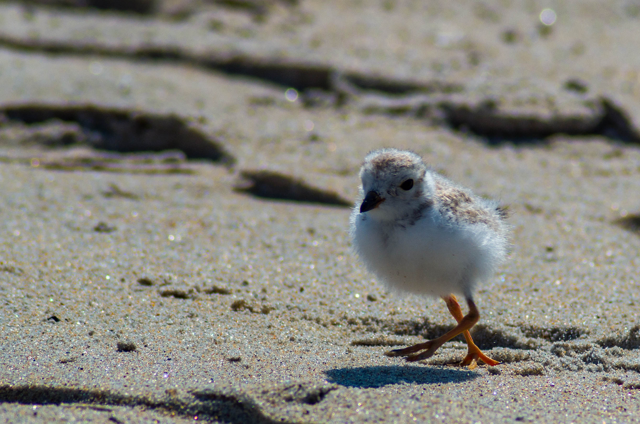 Pentax K-50 + Tamron AF 70-300mm F4-5.6 Di LD Macro sample photo. Piping plover chick photography
