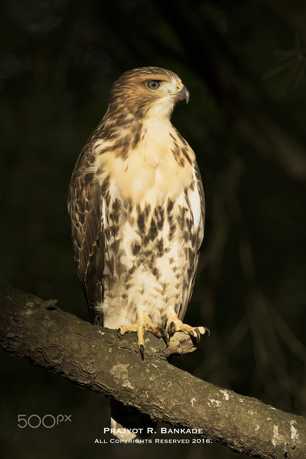 Nikon D7200 + Nikon AF-S Nikkor 500mm F4G ED VR sample photo. Juvenile red-tailed hawk photography